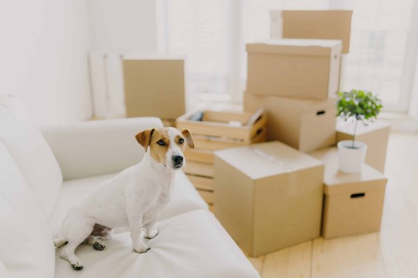 What's the Latest in Anti-Chafing Thigh Bands for Comfortable Summer Dress Wear?